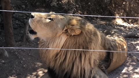 Roaring Lion Behind Fence!