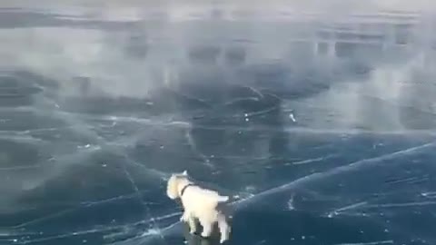dog walks leisurely on ice
