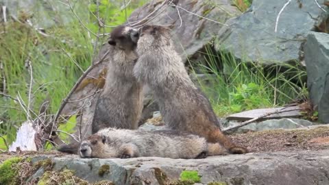 Marmots Fighting And Playing