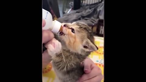 Cute kittens like you've never seen. Super funny and fun