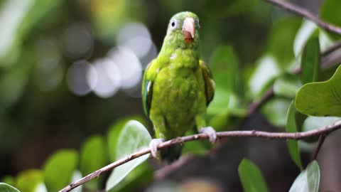 Green Bird Perched on Tree Branch