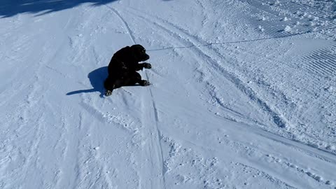 Labrador hilariously sleds down ski slope