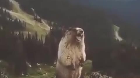 bear shouting funny clip