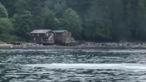 Orca Soars Above the Water