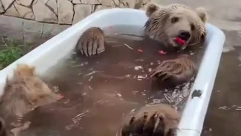 OMG!! Bear Fun with my bath dub...