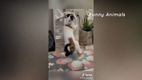 So cute cat funny videos 2021