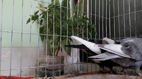 A Homeing Pigeons must love her home