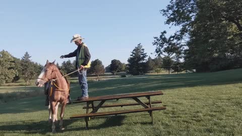 Teaching a horse to pick up rider from a raised mounting platform - progress - 18 Aug 2022