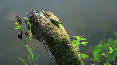 A green lizard crawls on a wood logs