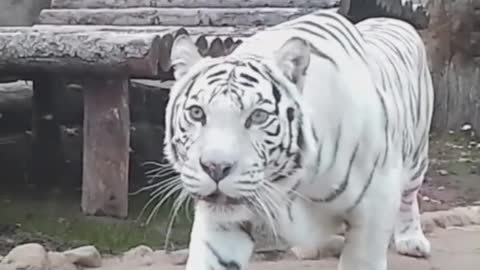 The white tiger is an exotic animal