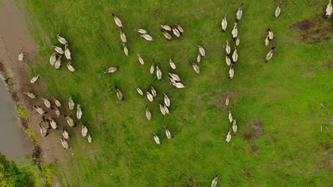 A herd of wild horses tarpan on the field. View from a copter, large group of horses in the wild