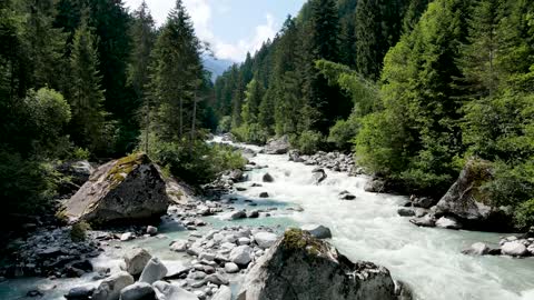 A River in the Middle of a Forest