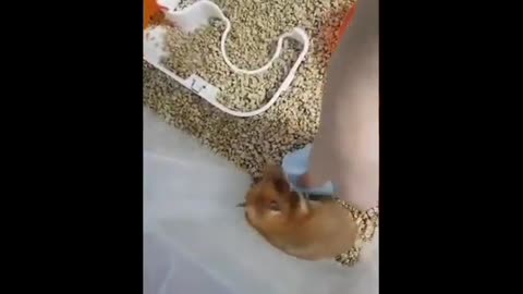 Funny animal videos compilation