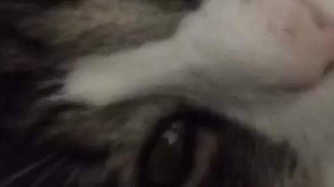 Cat Mornning Face So Funny