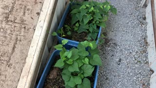Sweet Potato Slips at the Sunfinch Greenhouse