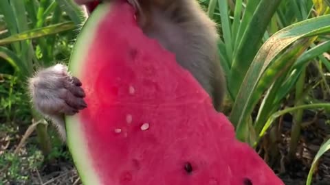 The monkey is eating watermelon