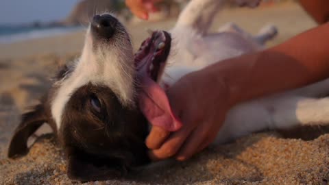 Cute Dog Playing