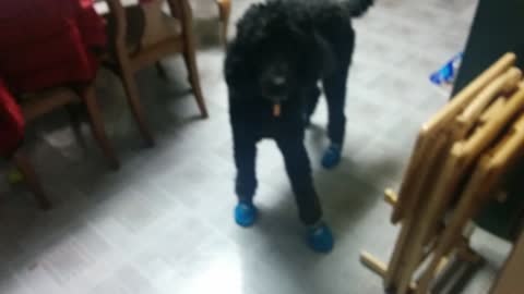 Big dog struggles to walk in his mittens