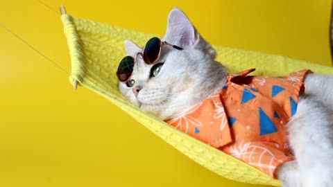 Adorable white cat in sunglasses and an shirt, lies on a fabric hammock