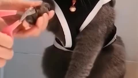 CUTE CATS GETTING HER NAILS DONE FUNNY VIDEO