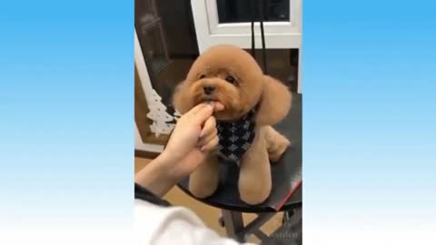 Puppy Replicate The Ambulance Sound While Get Her Hair Trim