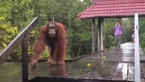 here comes the orangutan