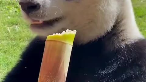 Giant pandas are so cute when they eat