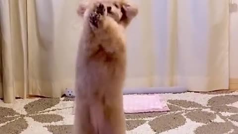 Canyourdogdothis#everybodydancenow