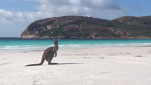 Kangaroos on the Beach
