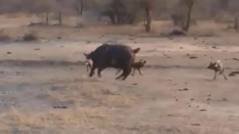 8 Times Wild Animals Surrounds Its Prey So It Can_t Escape(360P)