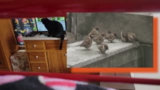 CAT CAM: CAT WATCHES BIRDS ON YOUTUBE