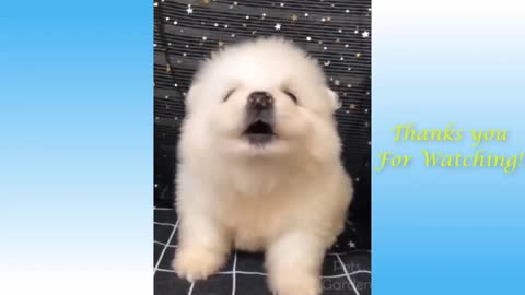 dogs amazing funny video 2021