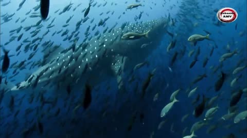 Requin-baleine : le plus grand poisson du monde - ZAPPING SAUVAGE