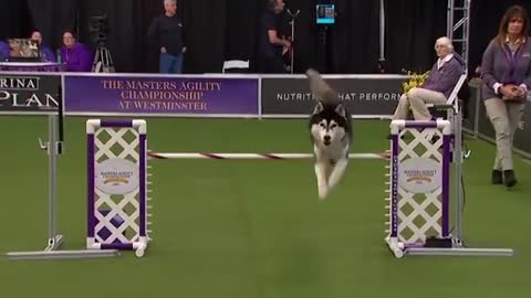 Dogs- husky vs border collie agility