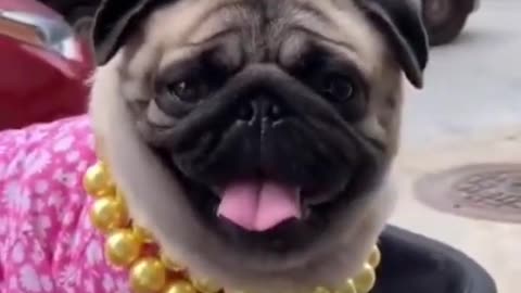 Top funy cute dog video