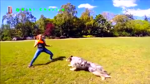 10 best trained dogs in the world