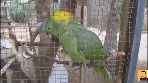 Crazy parrot imitating sounds