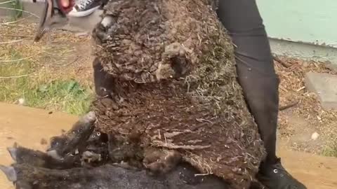 MUST WATCH Potato Shaped Sheep Shearing