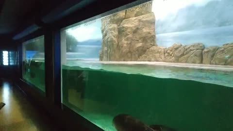 Two seals are waiting to be fed.