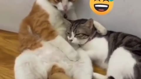 cute cats loving eachother