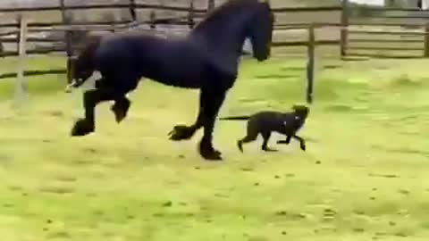 Black horse chasing dog | Viral video |