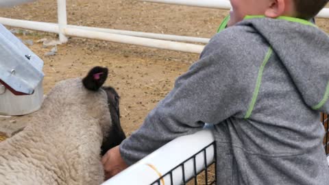 Cute Little Boys Feeding And Petting Sheep On A Farm
