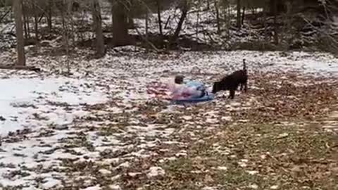 Milo the Black Lab Pulls Girls on Sled