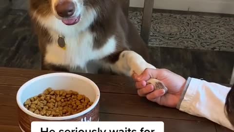 DOG WAIT HOOMAN TO PRAY BEFORE DINNER