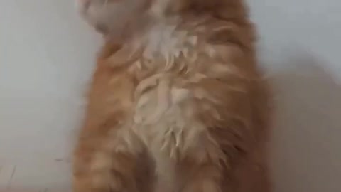 funny orange cat