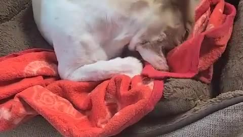 my dog ​​likes the red blanket