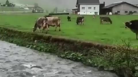 Cows grazing by a river in switzerland