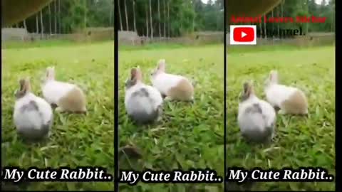children and rabbits