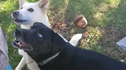 Rude dog pushes friend
