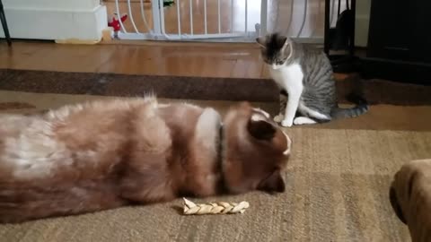 Cat bullies Husky cute